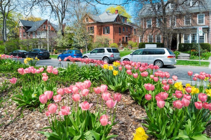 Flowers blooming in Toronto's Annex neighbourhood.