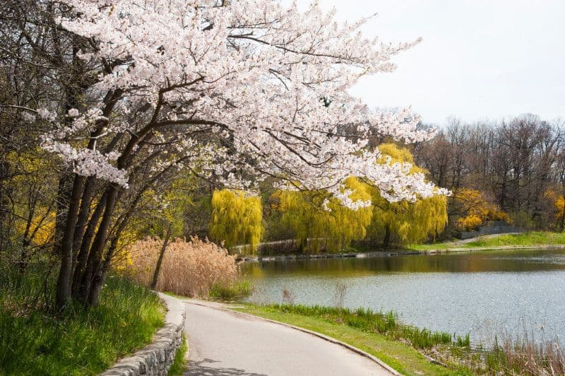 A cherry blossom path leading toward the pond in High Park, Toronto.
